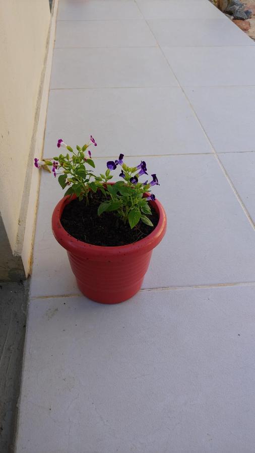 Casal Ostara Begonia Alto Paraíso de Goiás Exterior photo